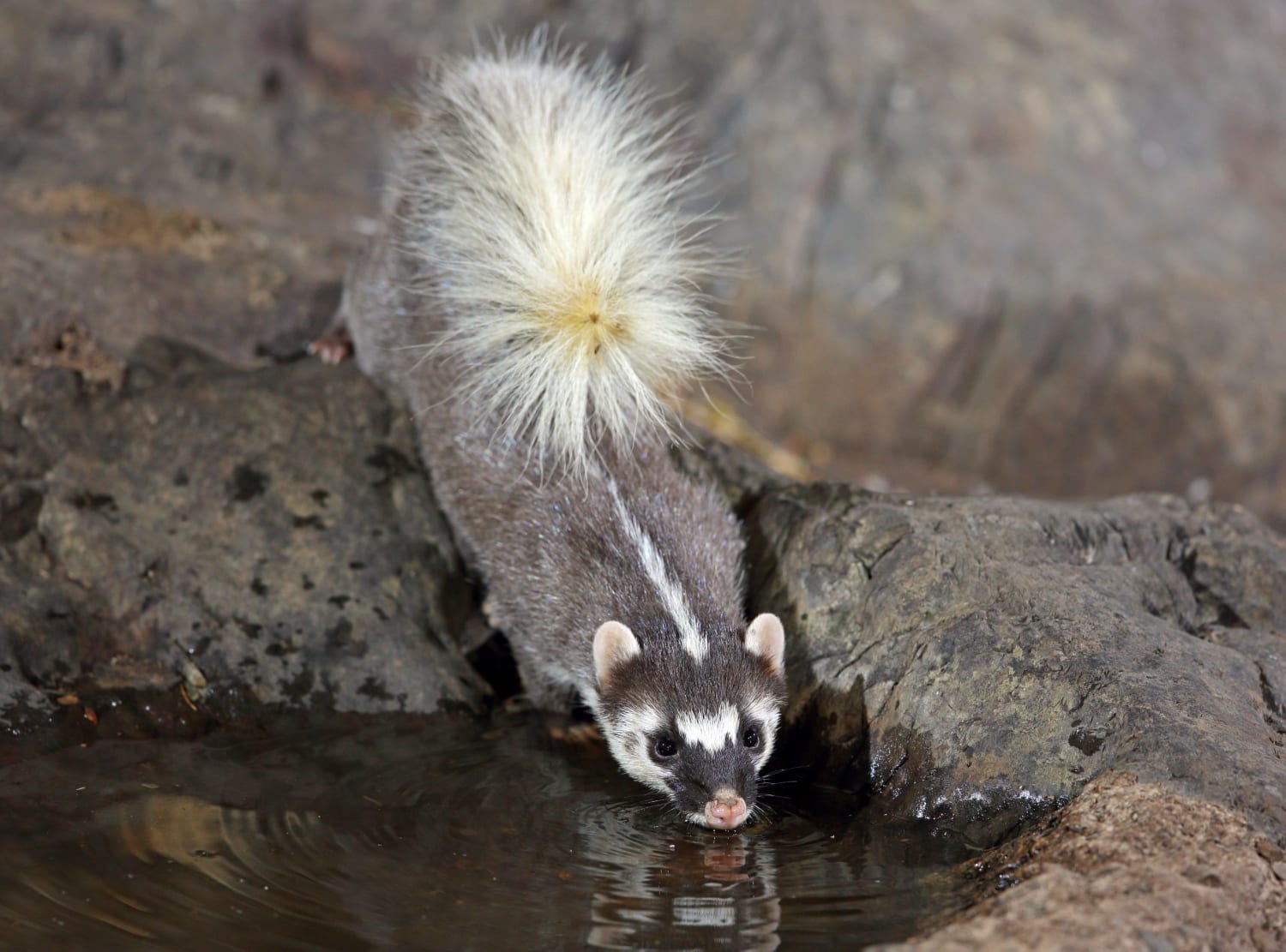 Ferret-badgers are Asian mustelids that have six identified species: Bornean, Chinese, Formosan, Javan, Burmese and Vietnam. The Burmese ferret-badger, native to the forests of southeast Asia, is seen here drinking rainwater from a puddle.