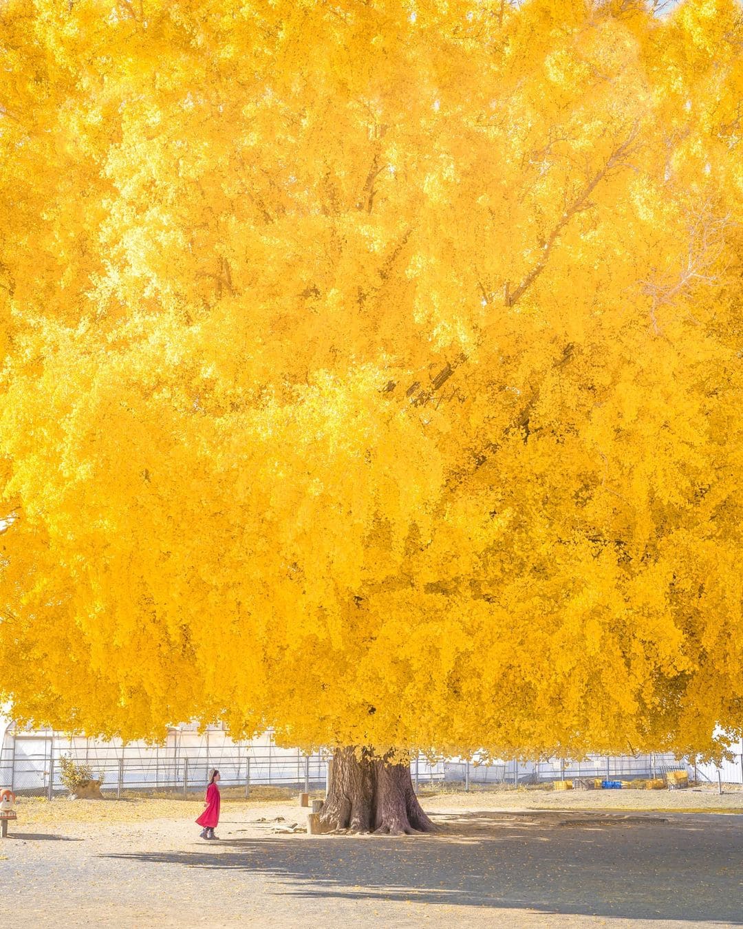 Ginkgo tree in Japan
