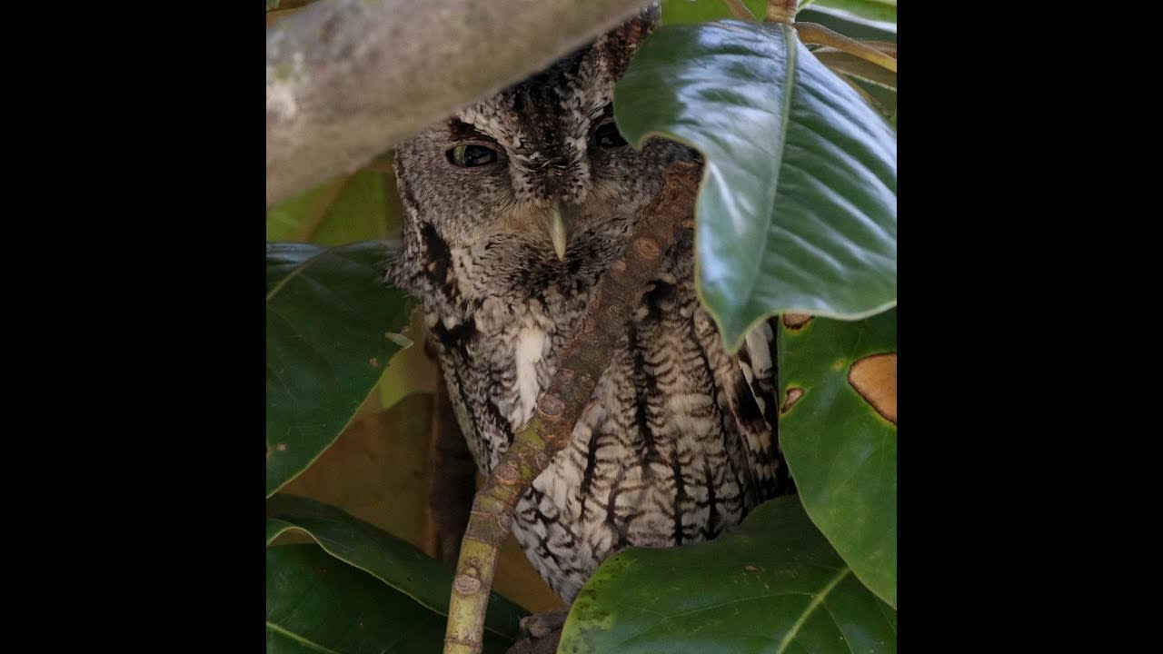 Screech Owl Hiding In Magnolia Tree [Vid, 40 seconds]