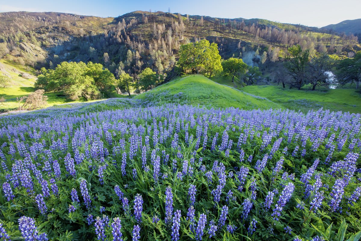 We’re welcoming the firstdayofspring with a field full of wildflowers! This gorgeous photo is from Cache Creek Wilderness Area - after a fire, the area bounced back with flowers