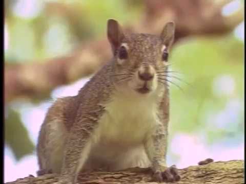 Squirrel Wars...And How To Win Them (2004) [00:38:56]