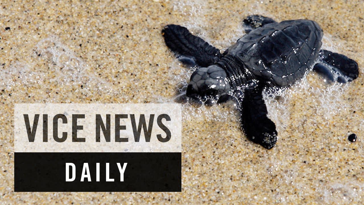 VICE News Daily: Mexico Deploys Drones to Fight Turtle Poaching