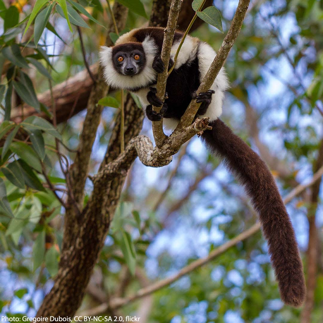 Get to know one of the largest pollinators in the world, the black and white ruffed lemur! Like a bee, this lemur feeds on nectar. The species pollinates the Madagascan rainforest, moving from tree to tree and transferring pollen that gets stuck to its face.