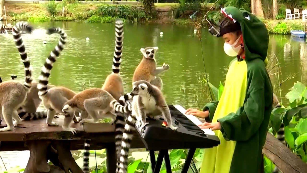 11-Year-Old in Alligator Costume Plays Music for Lemurs