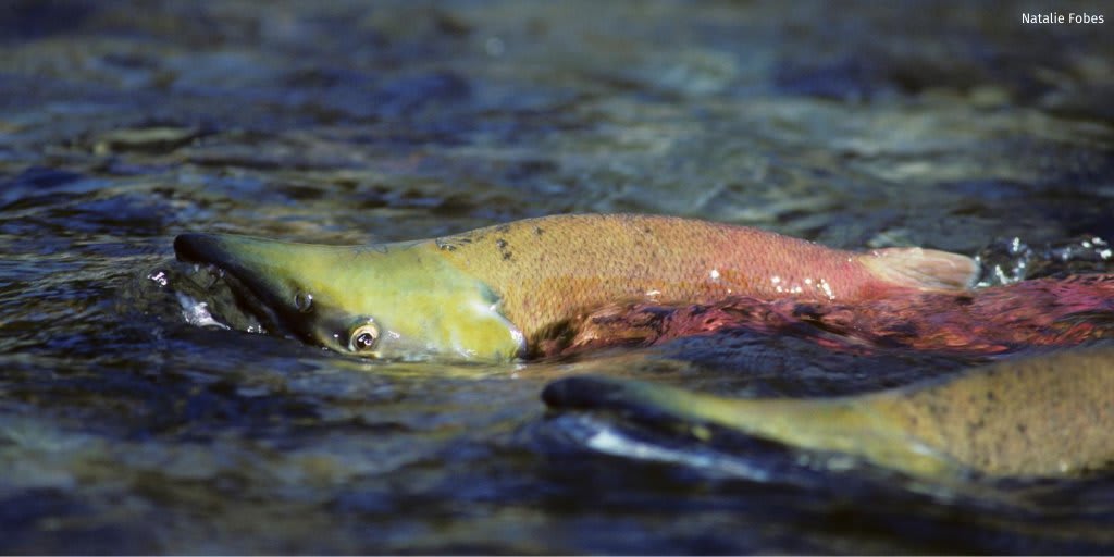 All four lower Columbia River reservoirs continue to exceed 68°F—a lethally hot temperature for wild #salmon. Scientists agree: to SaveWildSalmon, we must restore the lower Snake River.