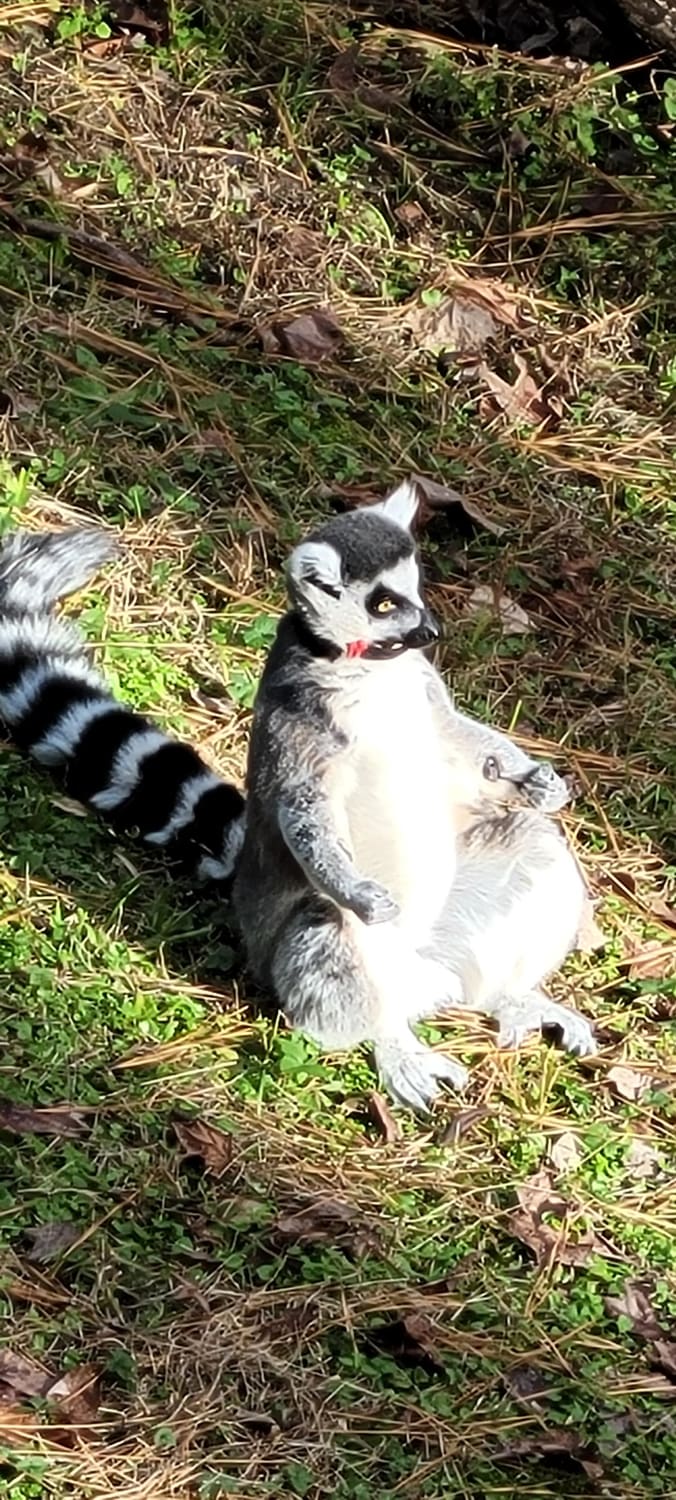 Lemur meditating in the sun away from all the others