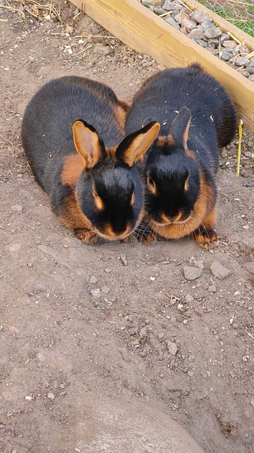 Rottweiler Rabbits