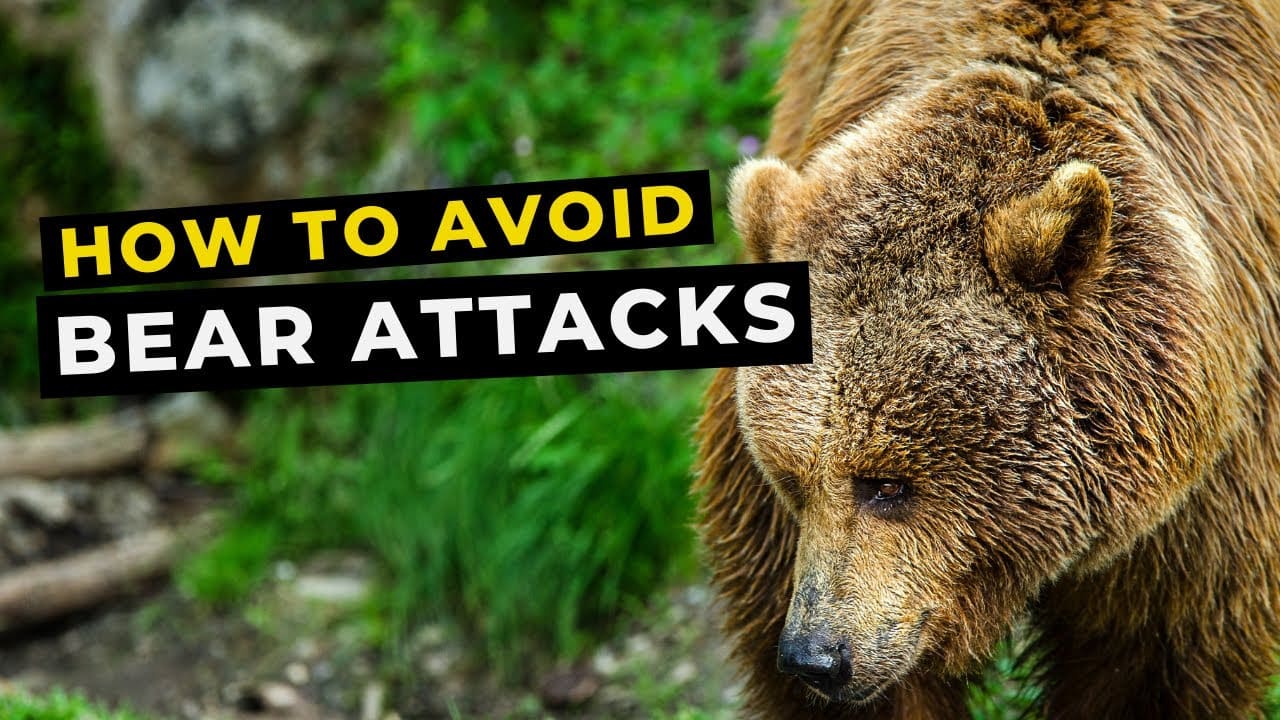 How to Run Safely in Bear Country