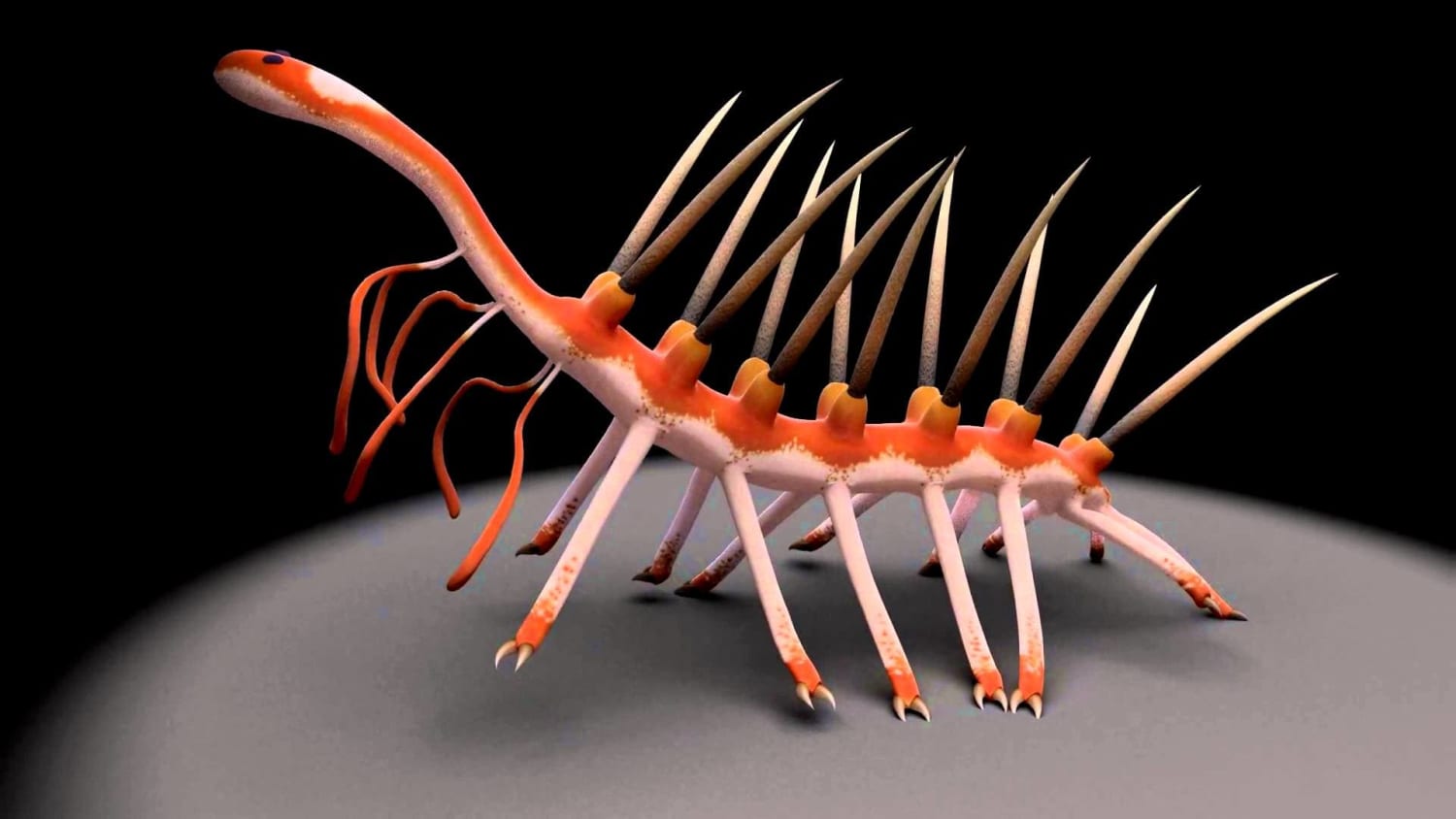 Hallucigenia is aptly named: With long spines down its back, seven pairs of clawed legs, and six tentacles gracing its neck, the 500 million year old ocean-floor denizen was an ancient relative of the velvet worm. Hallucigenia is a very early member of Ecdysozoa whose members all shed their cuticle.
