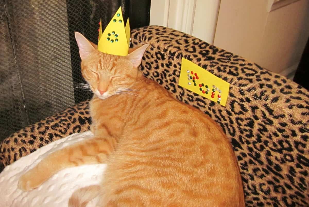 how-to-introduce-a-new-cat-to-your-home