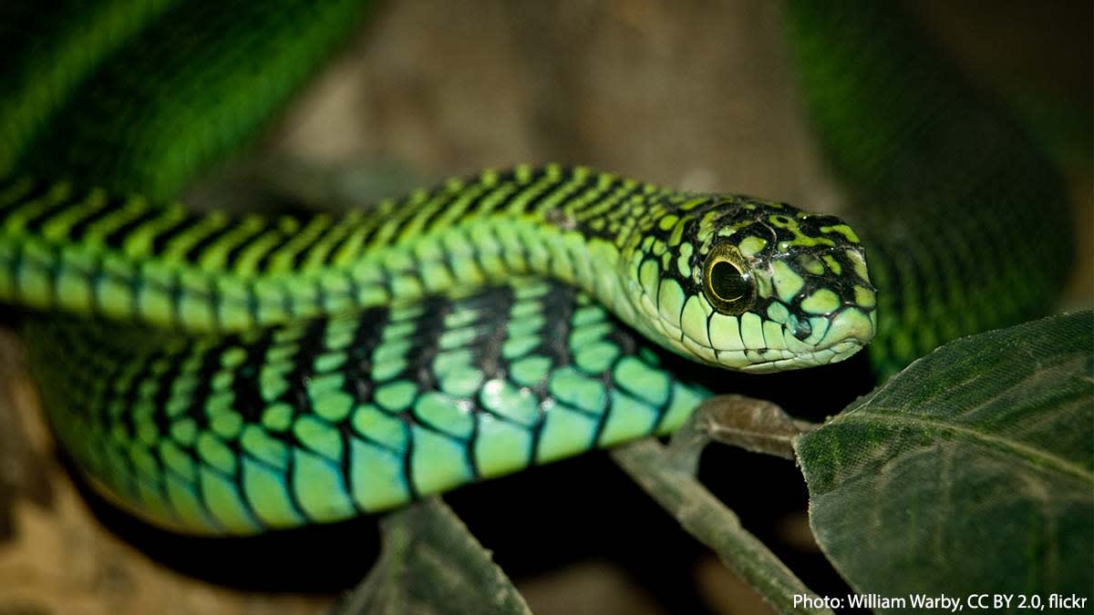 Meet the boomslang! It can open its mouth as wide as 170 degrees! What for? In order to unfold the fangs in the back of its mouth & inject venom into its prey. It blends in with vegetation close to the ground, where it keeps an eye out for lizards and frogs.