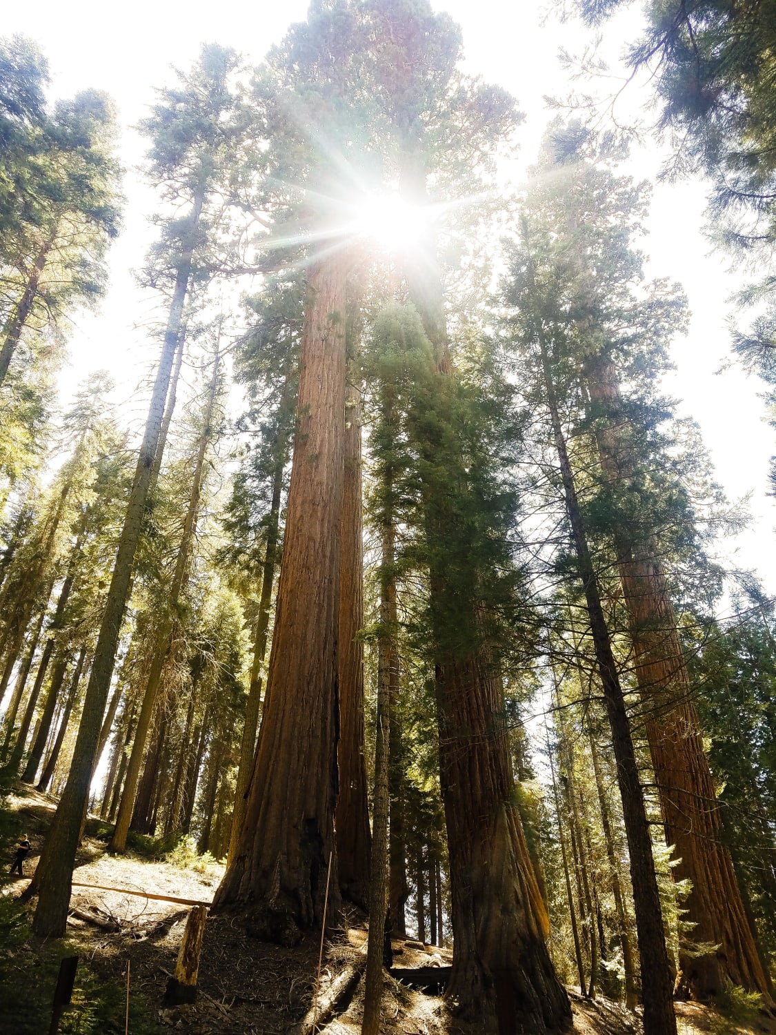 It never gets old looking at the gigantic trees of Sequoia National Park