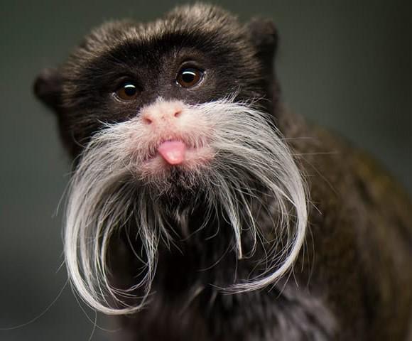 This is an Emperor Tamarin, these guys weigh in at about 1 lb. and are found in Brazil, Peru, Bolivia and the Amazon basin. They mainly eat fruit, but will snack on insects, nectar and leaves. They are believed to have been named for their striking resemblance to German emperor Wilhelm II.