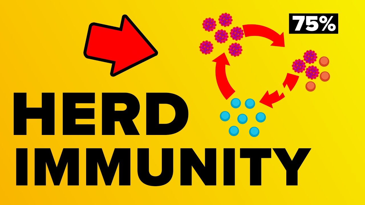 Coronavirus Herd Immunity - Explained