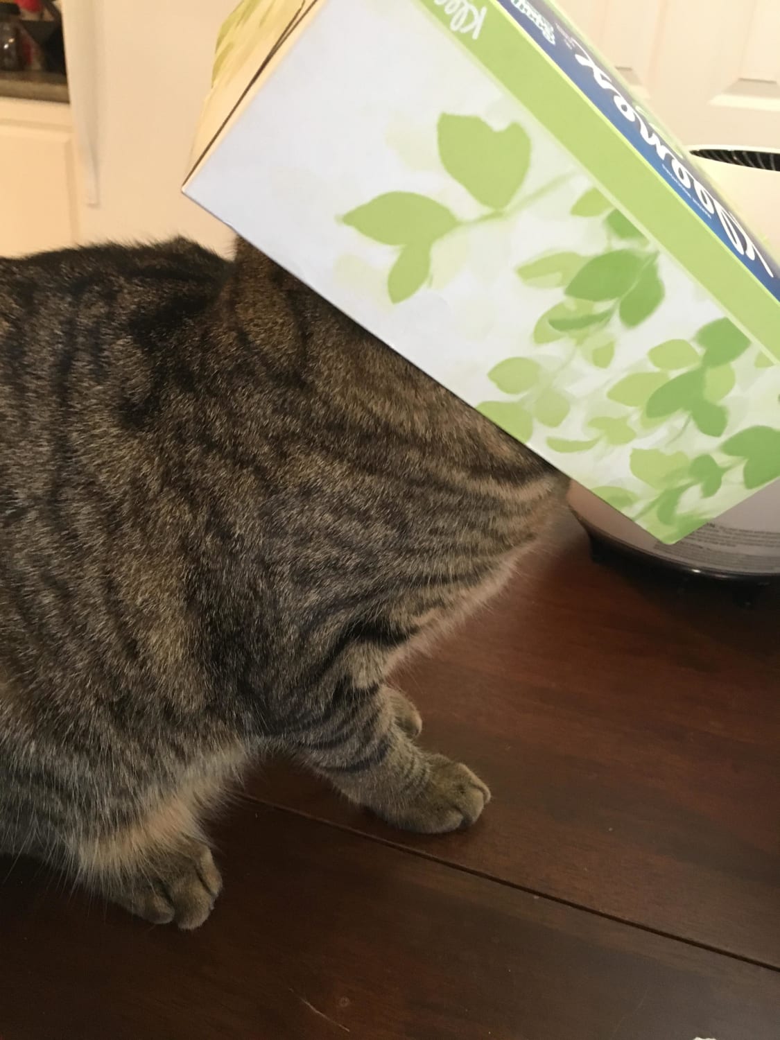 He used to sleep in tissue boxes as a small kitty and still tries to fit from time to time (he does this all the time and gets it off a second later)