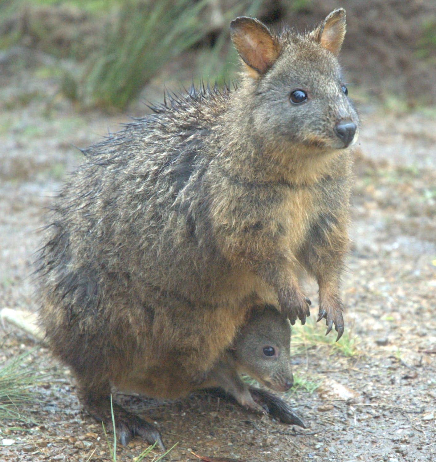 This is a Pademelon, a small marsupial. Very similar to kangaroos, pademelons are native to the woodland and forests of Australia, Tasmania and New Guinea. They hop around, much like kangas, and have been known to burrow tunnels through swamps and marshlands (Photo: Commons/Wikipedia)