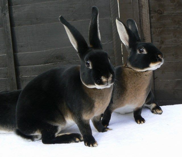 Black otter rex rabbits, the breed stock of which was developed in France in 1919, are jet black on their upper sides and pale buff on their bellies. Their reputed velvety, super softness derives from the downy hairs of the undercoat growing just as long as the guard hairs of the top coat.
