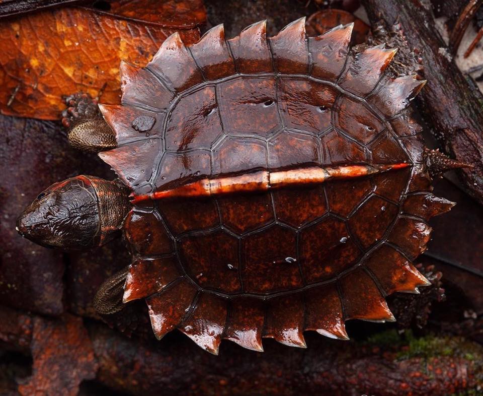 The spiny turtle (Heosemys spinosa) can be found in Malaysia. The name comes from its spiky shell which forms a protection against its predators. Due to over-collection and habitat destruction, this species is currently listed as endengered.