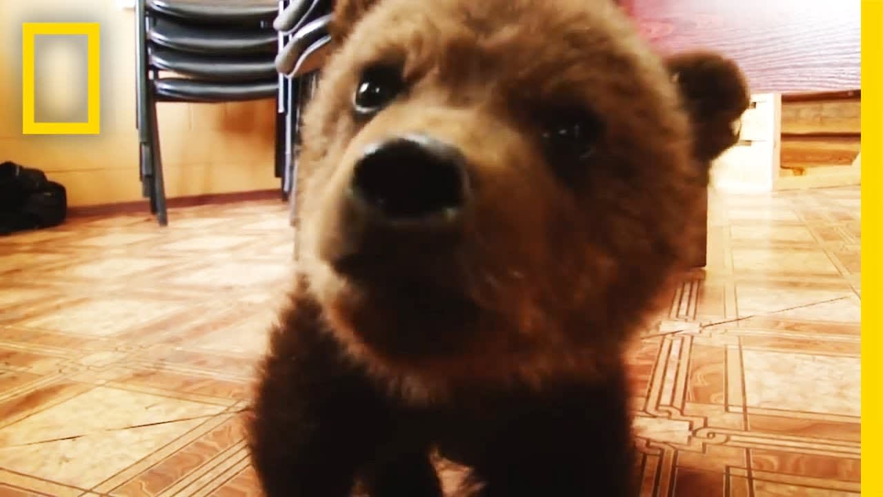 Adorable Baby Brown Bear Rescued | National Geographic