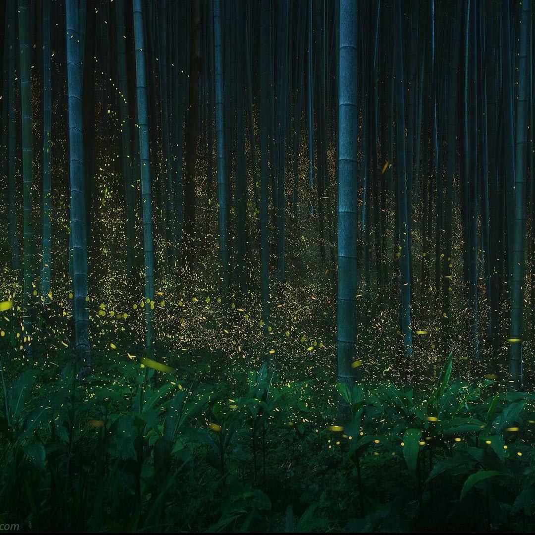 Adult fireflies evolved their glow to attract mates, not to ward off predators. Mature fireflies lit their lanterns before birds and bats evolved, suggesting that sexual signalling drove this dazzling behaviour.