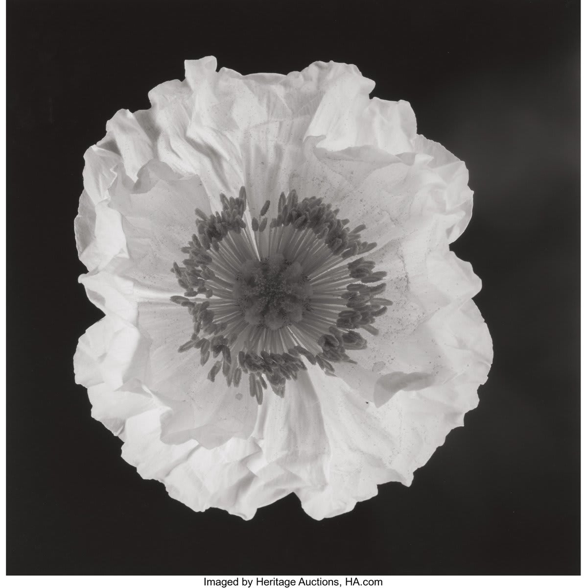 The next @HeritageAuction of Photographs in New York is on June 5. Mark your calendar and visit https://t.co/6KmrnUWXD5 for more information about the lots available. https://t.co/qbVgEZiQkC Robert Mapplethorpe, Poppy, 1988. Courtesy Heritage Auctions,