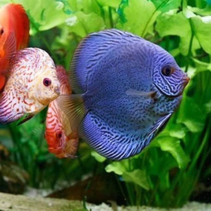 Mix Homemade Fish Tank Decoration Ideas For A Freshwater Aquarium