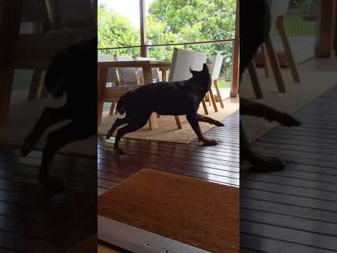 Pug Chases Rottweiler Around Table - 1259627
