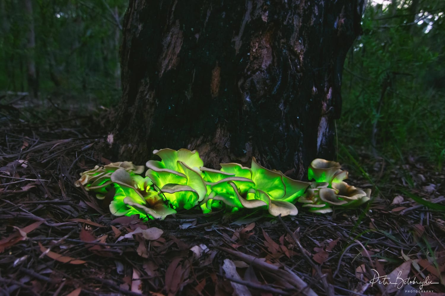 These bioluminescent ghost mushrooms that glow at night