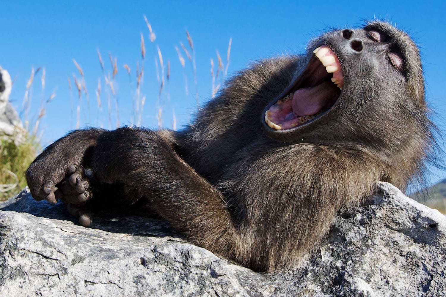 PsBattle: Monkey yawning