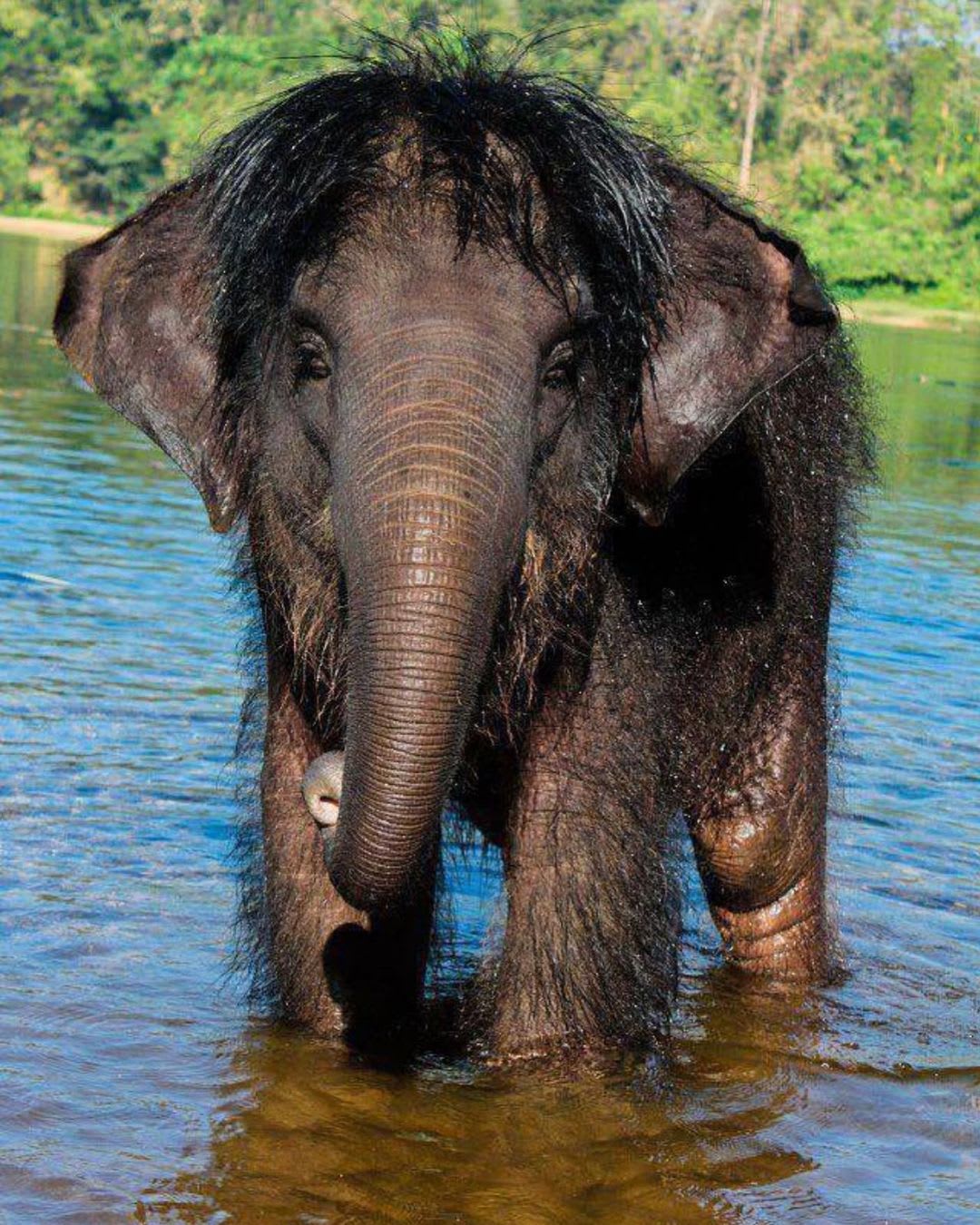 A photo of an Asian elephant that has long hair growth on his body