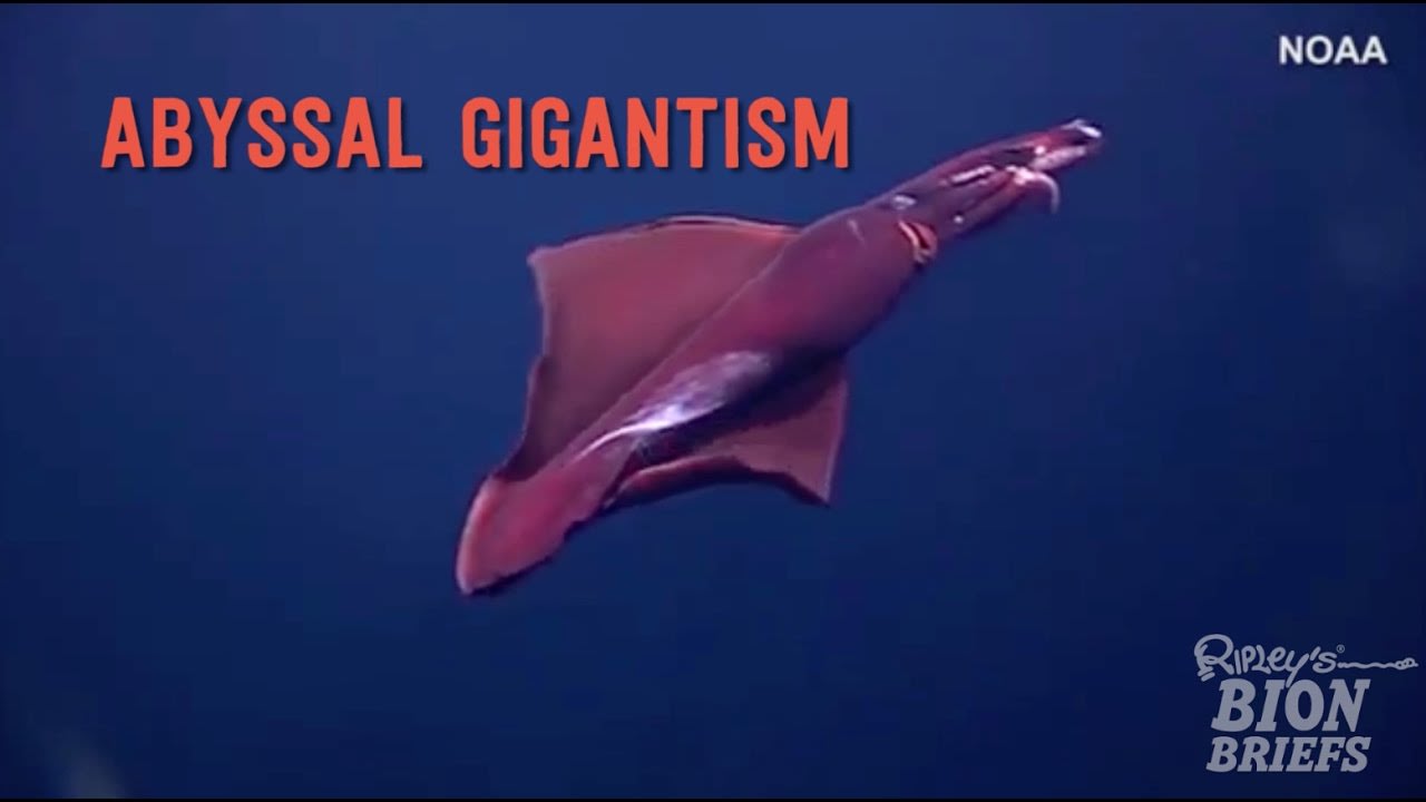 Creatures of the Deep: Abyssal Gigantism