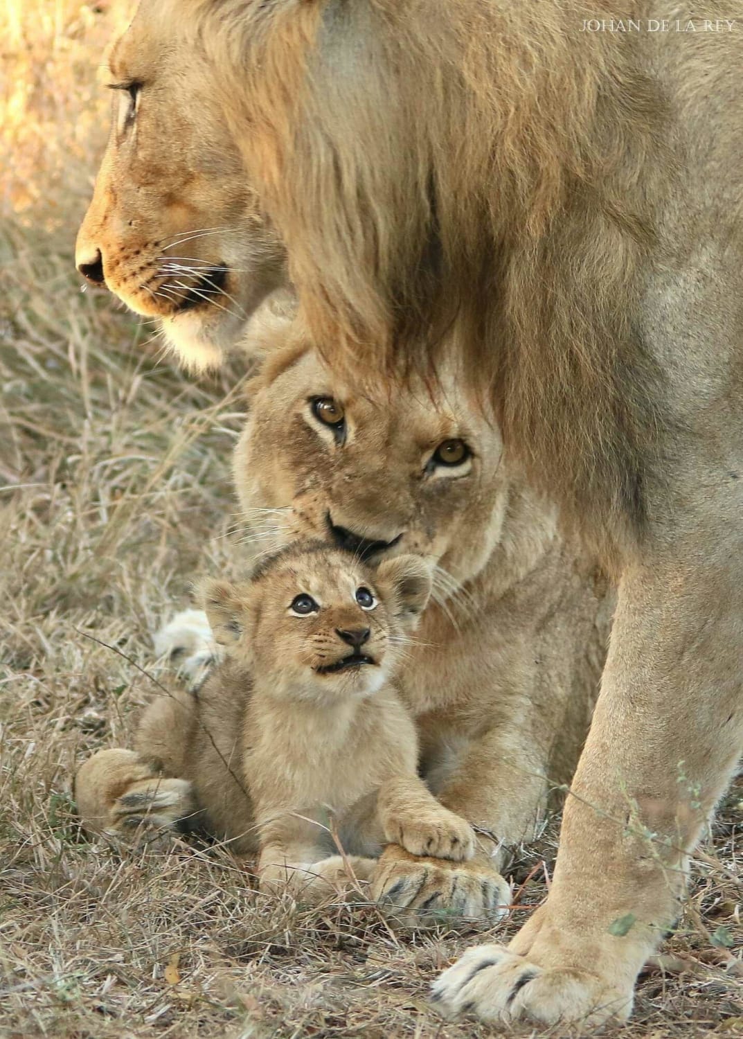 Lioness Papa And Cub