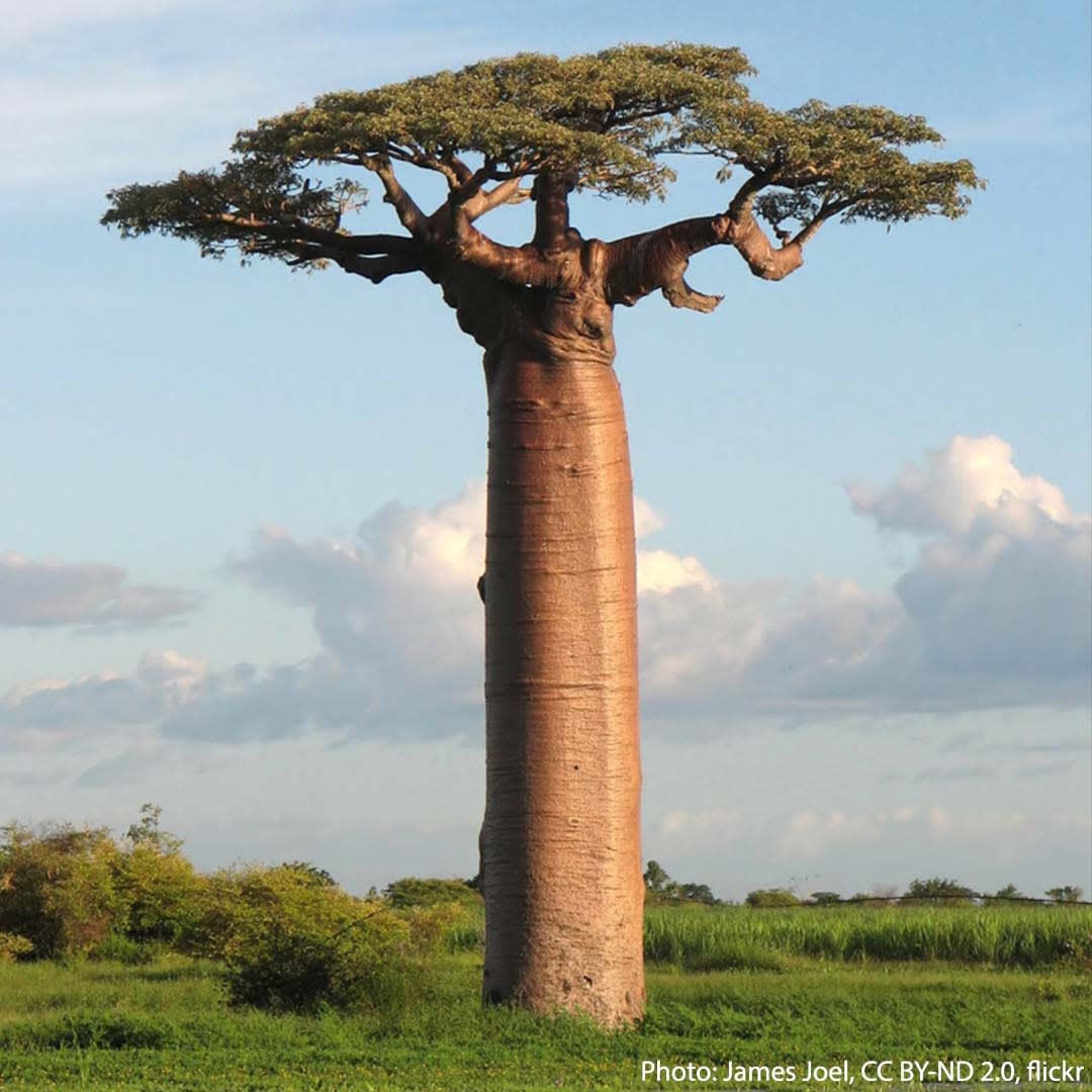 The Grandidier’s baobab, also known as the renala, may live to be 300 years old or older! Scientists are unable to confirm these trees’ exact age because baobabs don’t produce annual growth rings. This species of baobab is found only in Madagascar’s dry deciduous forests.