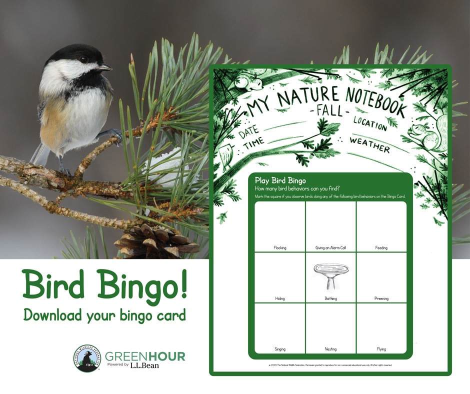Let's go birding! This week’s Green Hour activities have kids exploring the trees, shrubs, and thickets as they play Bird Bingo! How many bird behaviors can you find together?
