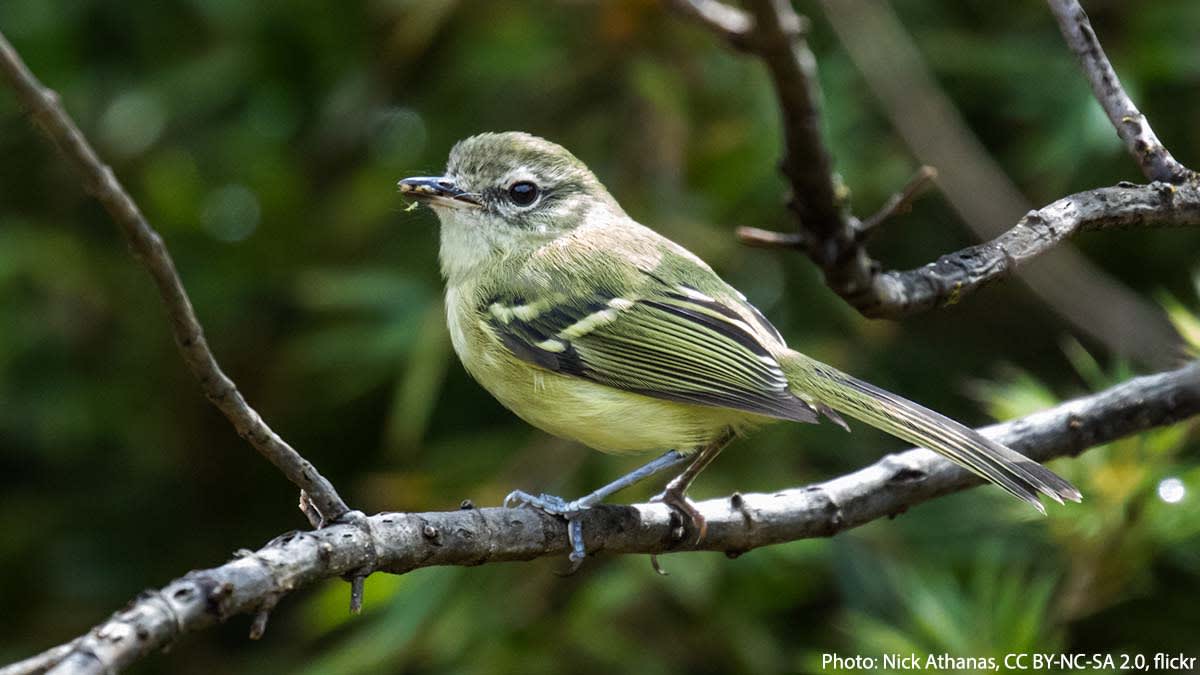 Ever heard of the Mottle-cheeked Tyrannulet? This bird has a wide range throughout parts of South America & can be spotted in a variety of forest habitats in Argentina, Brazil, & Peru. It spends much of its time foraging for invertebrates like beetles & spiders.