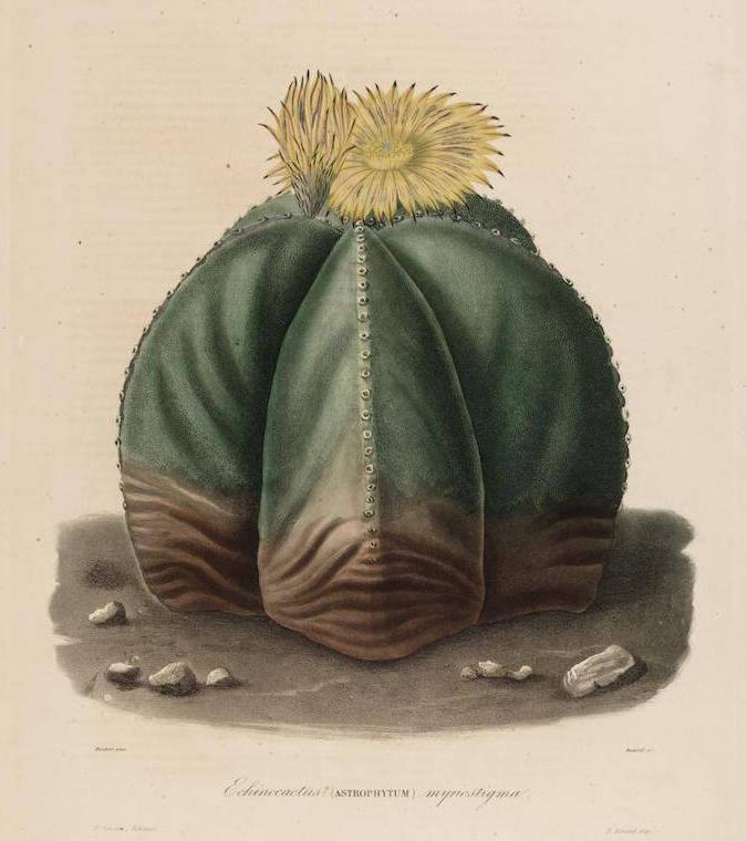 Bishop's Cap Cactus. Native to the highlands of northeastern and central Mexico, it gets its name from its resemblance to a bishop's mitre. More stunning 19th-century cacti illustrations here:
