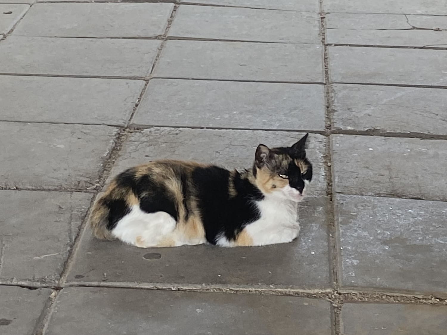 in my country there is lot of stray cats so it’s not uncommon for a wild loaf to appear