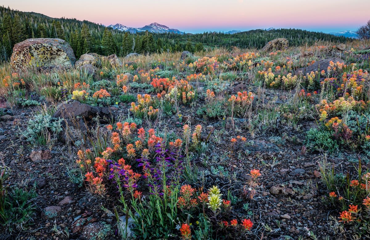 The @BLMNational areas of the Sierra Nevada in California can recharge the soul and awaken the senses. Writer Alice Walker said, "In nature, nothing is perfect and everything is perfect." Filled with lush wildflowers and picturesque mountains, the Sierras are nature's perfection