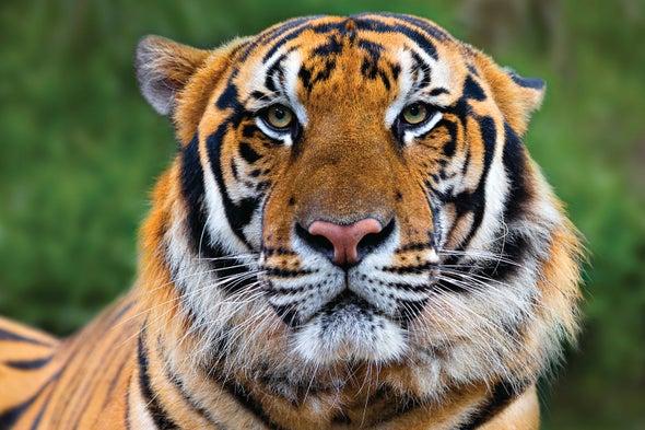 Study reveals loss of Laos’s final tigers. Even bountiful habitat will not save species if poaching cannot be stopped