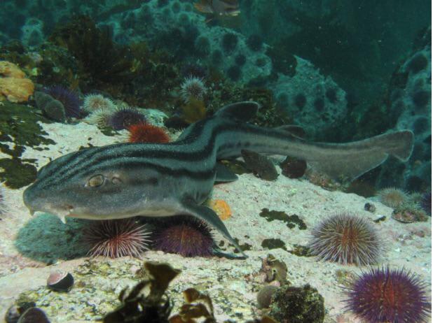 The Pyjama shark hatches at a length of 5.51 to 5.9 inches [14 to 15 cm]. Males mature at 1.9 to 2.5 ft [58 to 76 cm] in length, and females mature at 2.1 to 2.4 ft [65 to 72 cm]. Its maximum length is 3.1 ft [95 cm].