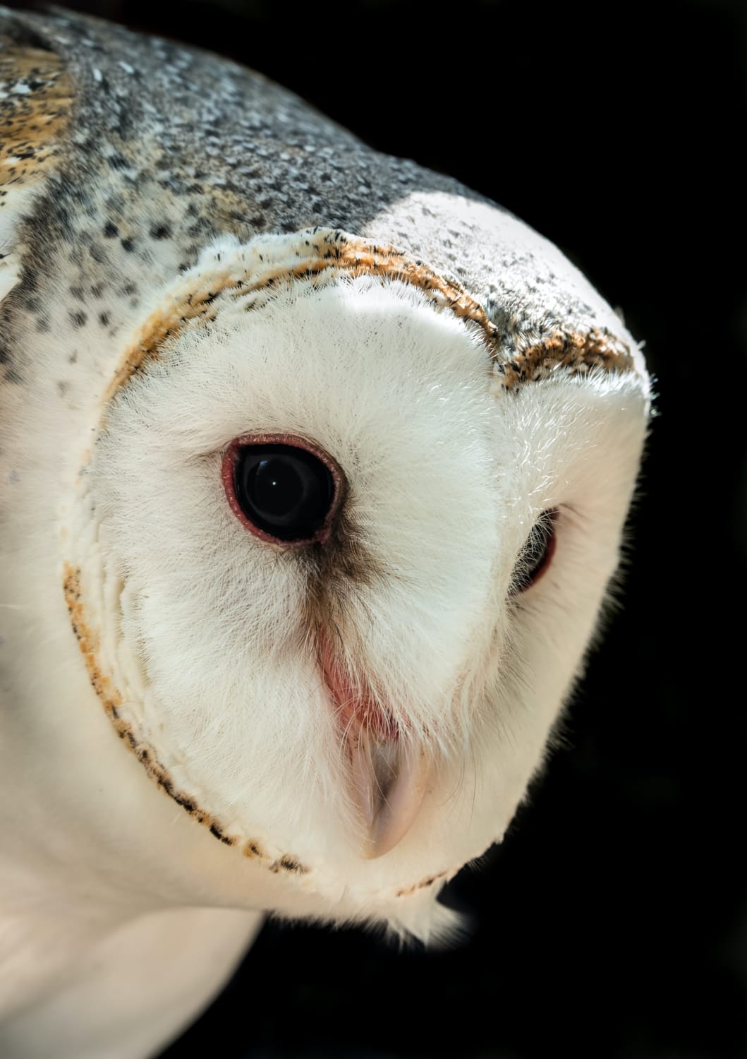 Albeit not their greatest trait, the barn owl’s low-light vision is highly movement-sensitive: anything that moves is instantly noticed but anything that keeps still (and silent, that's very important) is usually ignored
