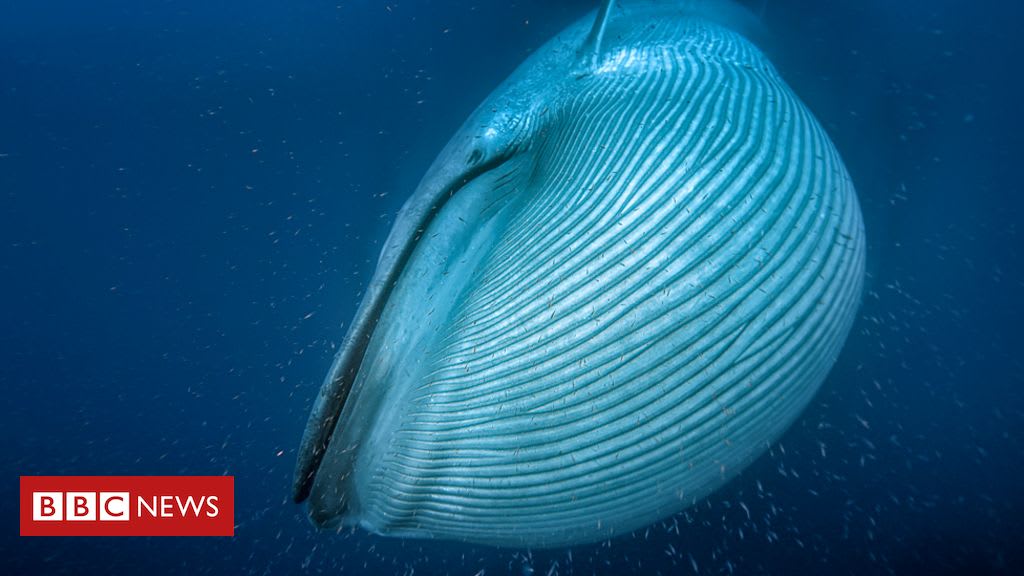 Whales reached huge size only recently