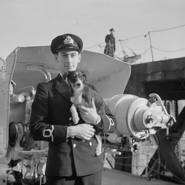 I see your FridayFeeling and raise you the story of HMS Newport mascot Tish. OTD in 1944, Tish fell into "icy Scottish water" but was saved when Sub Lieut Joseph here "dove in stripped with a line round his waist and brought Tish out by the scruff of the neck." ©IWM(A22066)