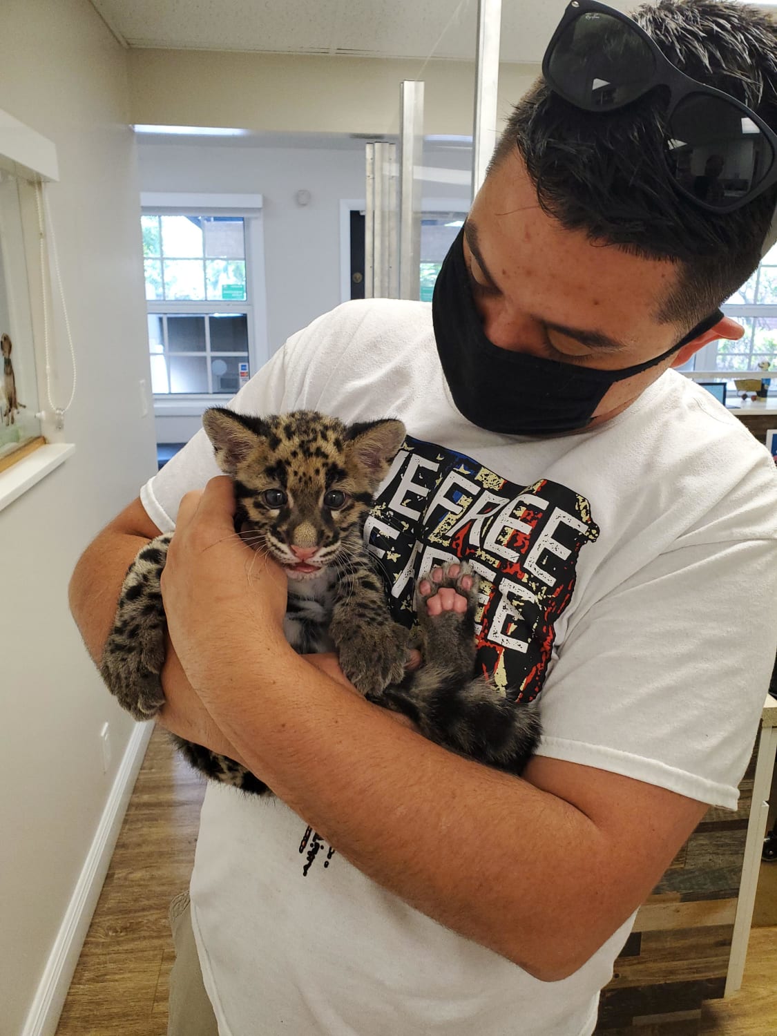 Clouded leopard cub from a local zoo who was getting his shots at the vet I see for my sugar glider. I got to hold him for a moment