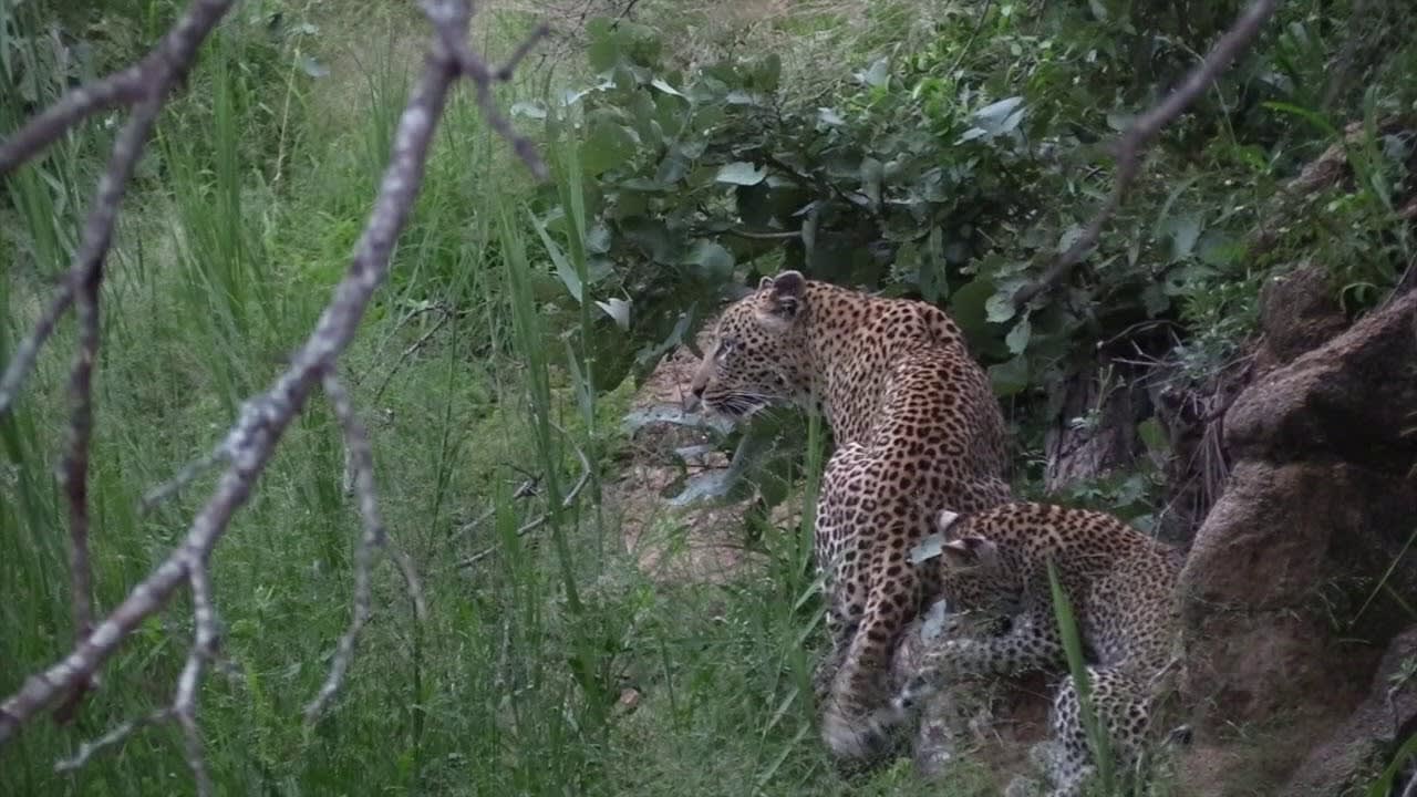 Leopards of MalaMala - Raising Cubs: The Lookout female.