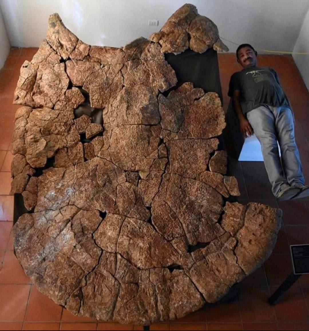 Fossils of a turtle the size of a car have been unearthed in South America. Carlos for scale
