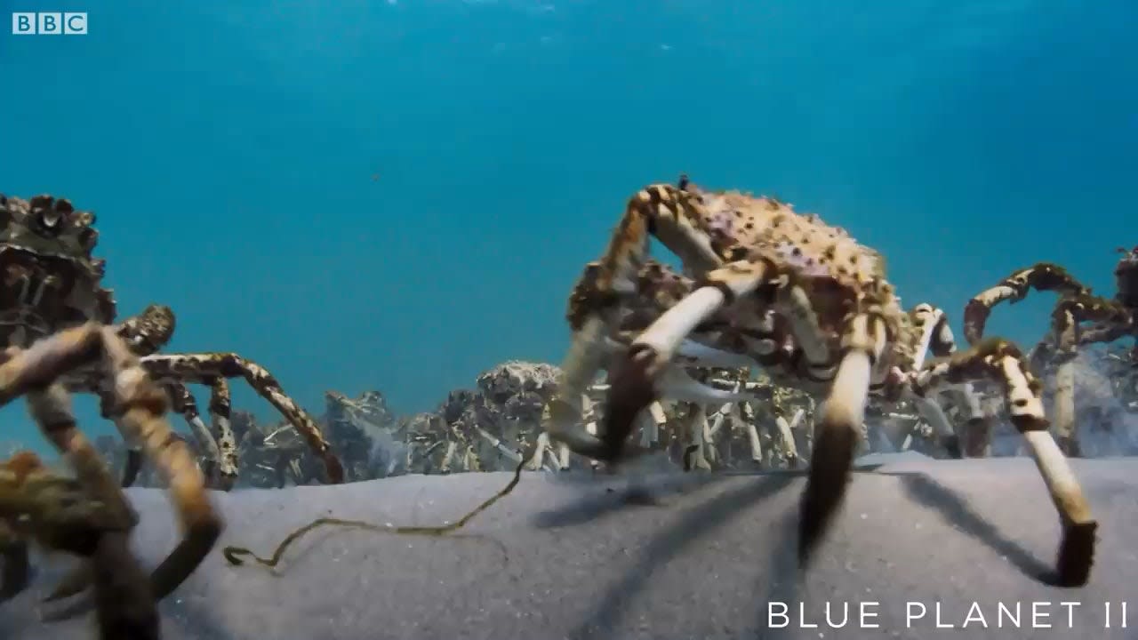 An army of Spider Crabs, gathering en masse near the southeast coast of