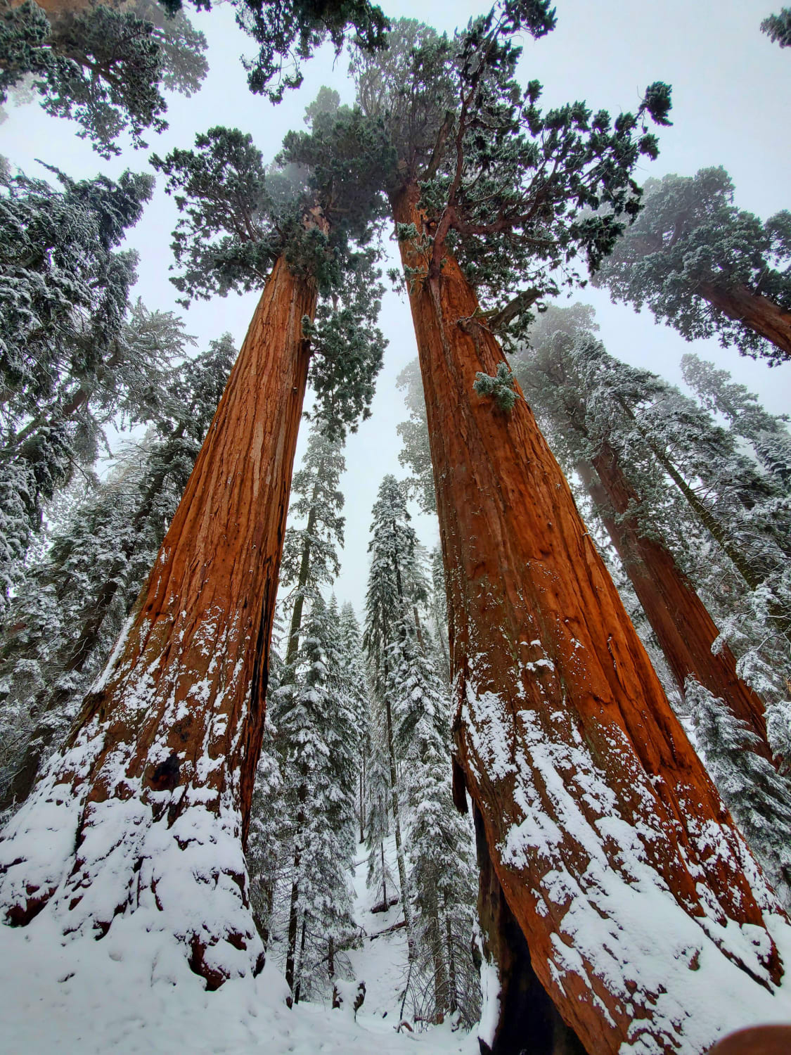 Sequoia National Park looks so much better with snow imo