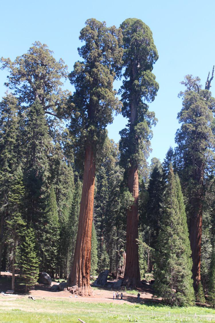 Sequoia at Sequoia National Park