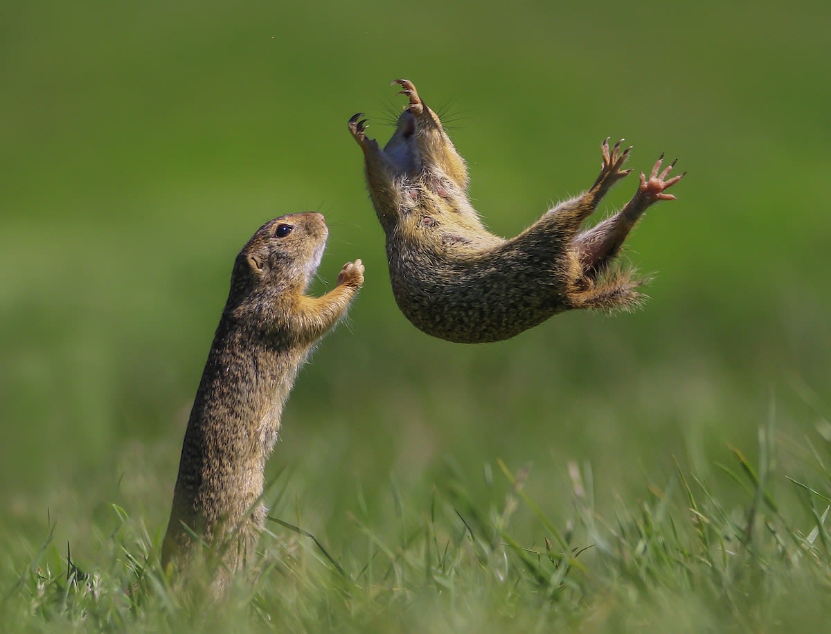 Check out some of the hilarious finalists of the 2021 Comedy Wildlife Photography Awards.